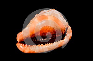 Orange Conch Sea Shell