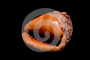 Orange Conch Sea Shell