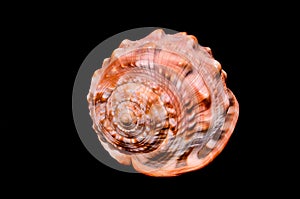 Orange Conch Sea Shell