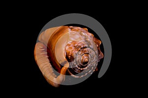 Orange Conch Sea Shell