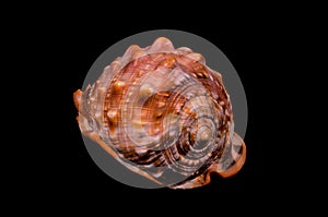 Orange Conch Sea Shell