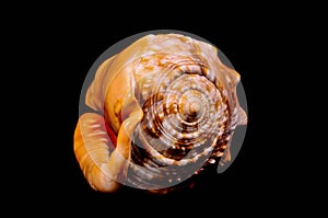 Orange Conch Sea Shell
