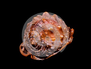 Orange Conch Sea Shell