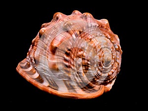 Orange Conch Sea Shell