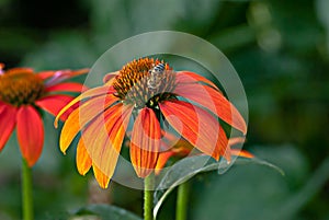 Orange Cone Flower Bee