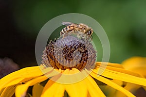 Orange Coneflower Rudbeckia fulgida, close-up of flower with a honeybee