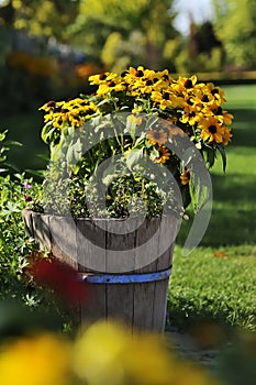 Orange coneflower Rudbeckia fulgida or perennial coneflower