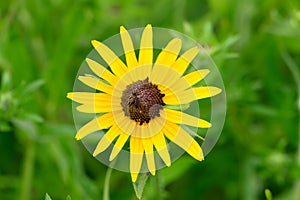 Orange coneflower Rudbeckia fulgida var. speciosa yellow-orange composite flower