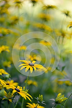 Orange coneflower Rudbeckia fulgida var. umbrosa flowering plants in a meadow