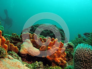Orange coral with diver