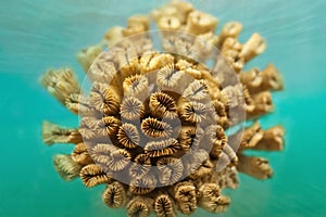 Orange coral, marine life, closeup underwater
