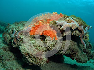 Orange Coral mound