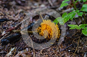 orange coral mushroom in the forest