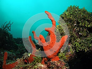 Orange coral in south Florida