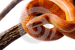 Orange corn snake