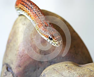 An Orange Corn Snake