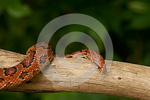 Orange Corn Snake