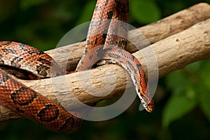 Orange Corn Snake