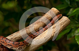 Orange Corn Snake
