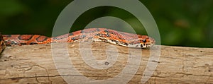 Orange Corn Snake