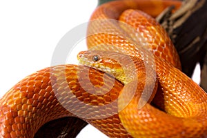 Orange corn snake crawling on a branch and looking forward on white background