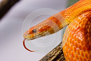 Orange corn snake crawling on a branch and sticking out it`s ton