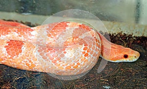 orange corn snake native to the eastern states of the USA, it is widespread in fields extensively cultivated with cereals