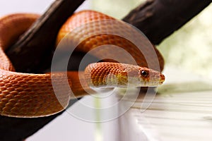Orange corn snake