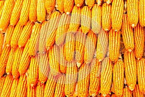 Orange corn stacked together on the floor