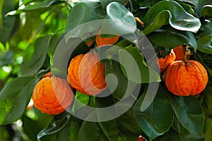 Orange corrugated tree with fruit, citrus aurantium corrugato