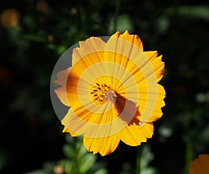 Orange Cosmo Or Cosmos Sulphureus In Bloom