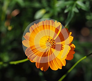 Orange Cosmo Or Cosmos Sulphureus In Bloom