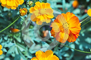 Orange cosmos with blurred