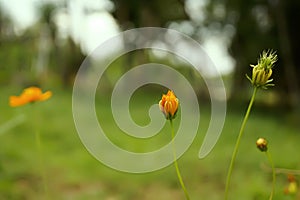 Orange cosmos flower beautiful natural background blur.