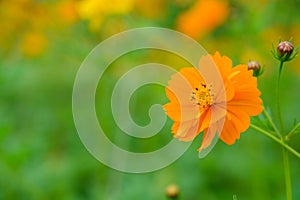 orange cosmos flower blooming in the garden