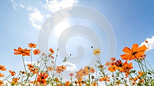 Orange cosmos flower on blue sky.