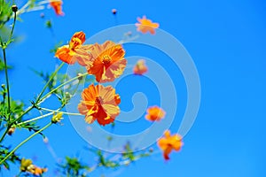 Orange cosmos flower