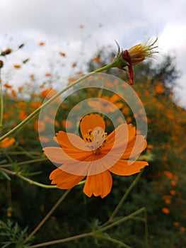 Orange cosmos flower closeup with nature background  .