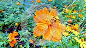 Orange cosmos flowers in the garden