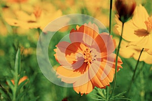 Orange cosmos in garden