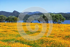 Orange cosmos in garden of water