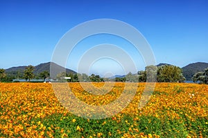 Orange cosmos in garden of water