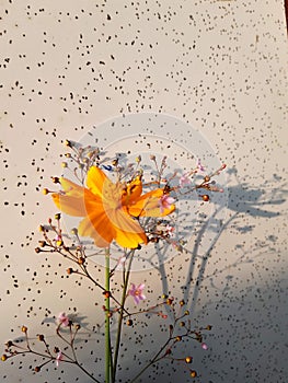 Orange Cosmos and Pink Ginseng flowers