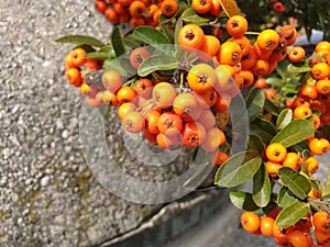 Orange Cotoneaster or Pyracantha berries