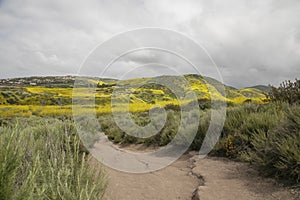 Orange County California hiking trails surrounded by yellow mustardseed flowers