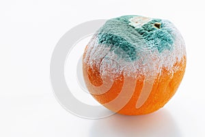 Orange covered with mould
