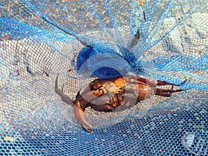 Orange crab in blue net beach crabbing British seaside Essex