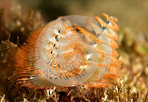 Orange Creams Christmas Tree Worm