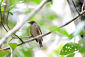 Orange-crested Manakin