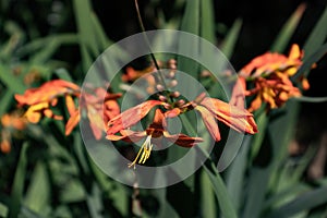 Orange Crocosmia aurea flowers outdoors.